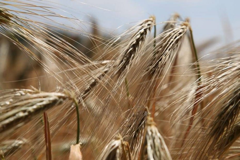 plant-field-barley-wheat-grain-food-717860-pxhere.com