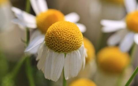nature-blossom-plant-flower-petal-bloom-1332454-pxhere.com