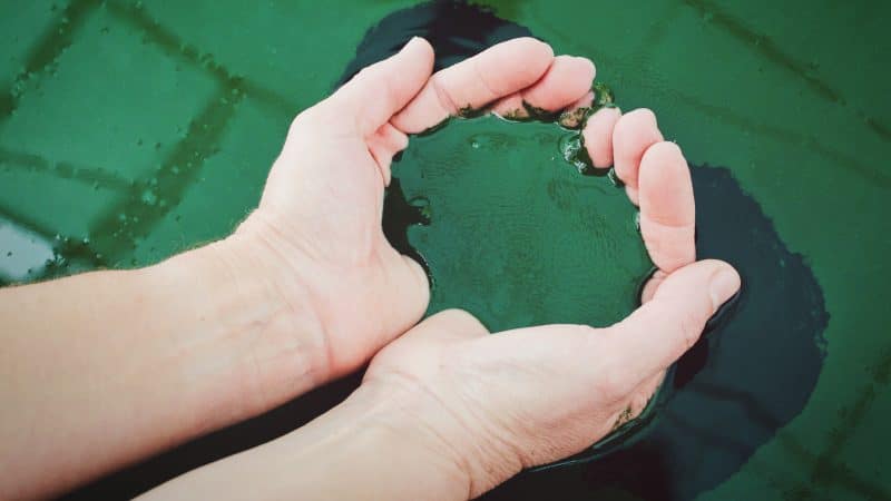 spirulina